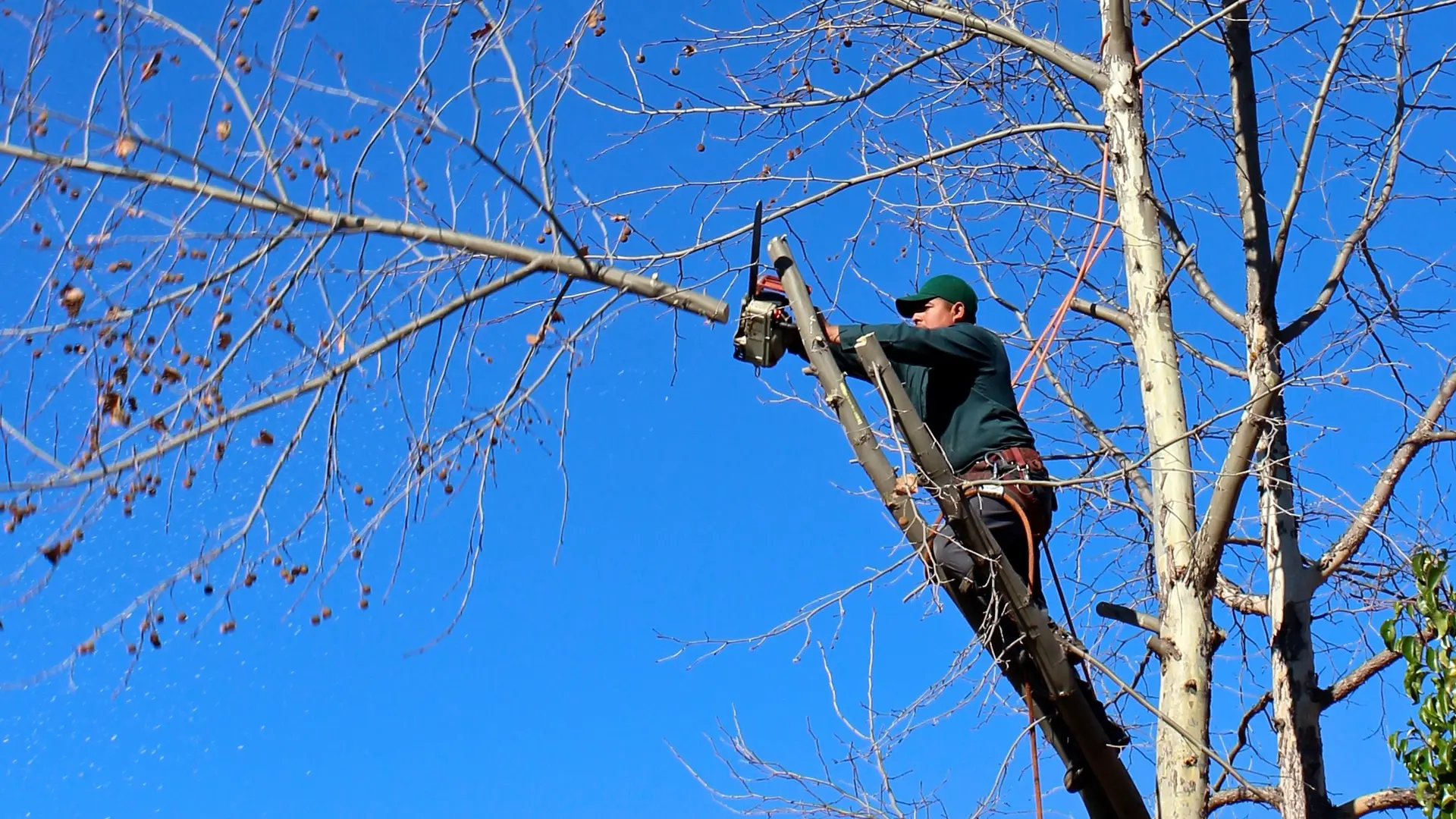 A tree care professional trimming a tree