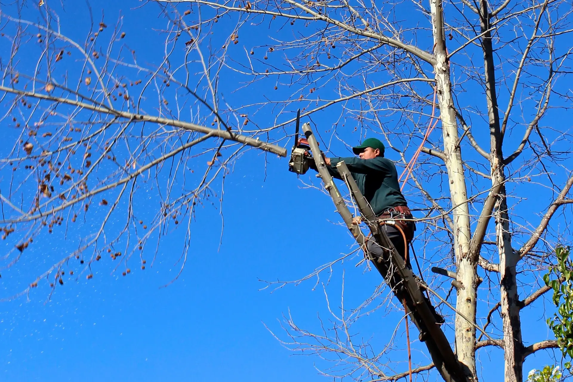 A tree care professional trimming a tree