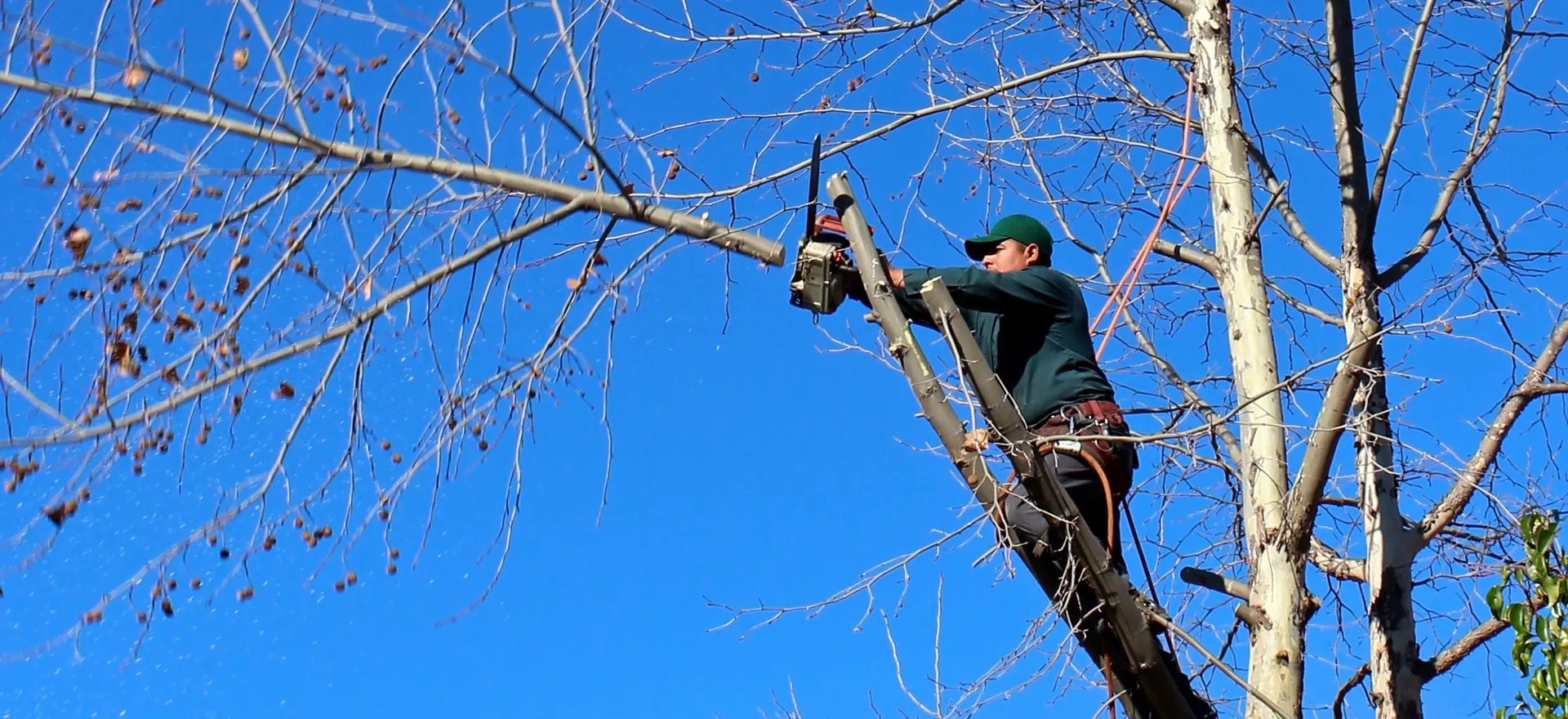 Tree Care professional working at a customer property